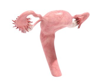 beyaz kadın üreme sistemi 3d render