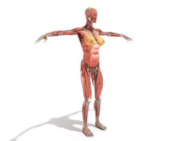 Bir kadın vücudu anatomisi beyaz üzerine kitaplar 3d render için
