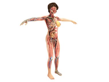 Bir erkek vücut anatomi beyaz üzerine kitaplar 3d halat için hiçbir gölge katman