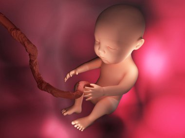 İçinde vücut 3d görüntü illüstrasyon insan embriyo