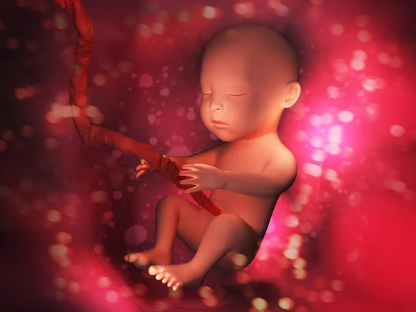 Embrión Humano Dentro Del Cuerpo Imagen Ilustración —  Fotos de Stock