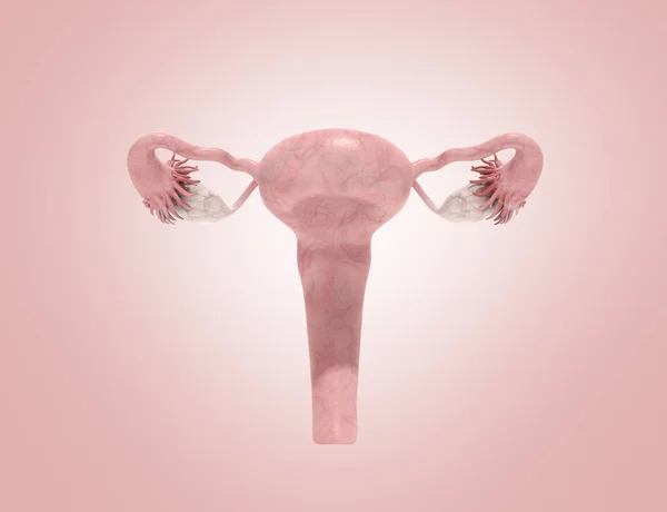 Рендеринг Женской Репродуктивной Системы Переднем Крае — стоковое фото