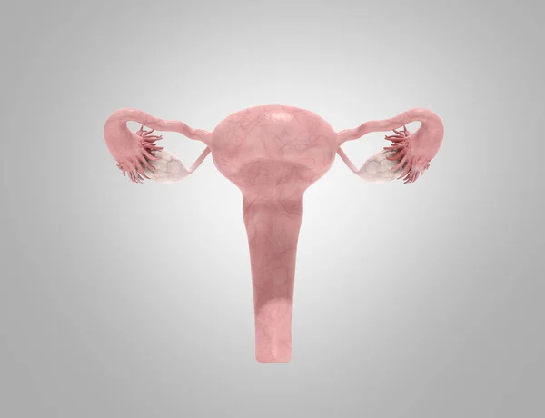 Sistema Reprodutivo Feminino Render Chão Cinzento — Fotografia de Stock