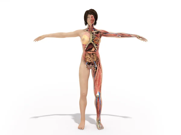 Egy Test Anatómiája Render Kép Fehér Könyvek — Stock Fotó