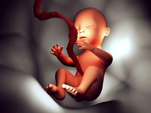 Ανθρώπινο Έμβρυο Μέσα Απεικόνιση Εικόνας Του Σώματος — Φωτογραφία Αρχείου