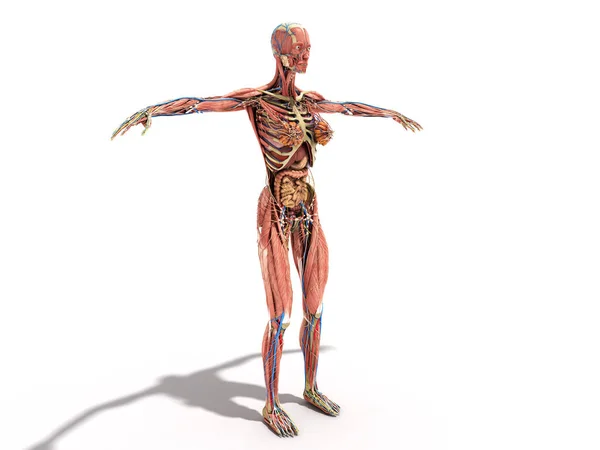 Kobiece Ciało Anatomia Dla Ilustratorzy Książek Białym — Zdjęcie stockowe