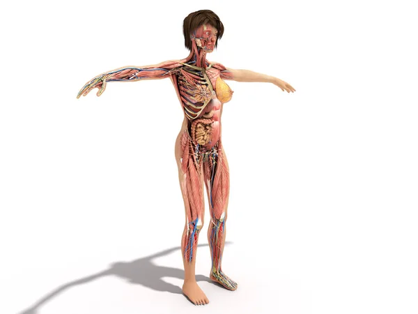 Anatomie Těla Ženské Vrstvy Pro Ilustraci Knih Bílém — Stock fotografie