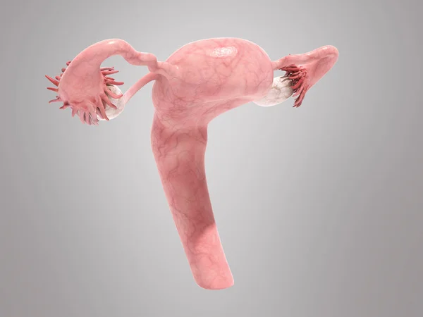 Sistema Reprodutivo Feminino Render Chão Cinzento — Fotografia de Stock