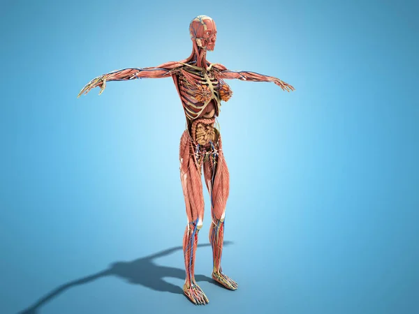 Kobiece Ciało Anatomia Dla Ilustratorzy Książek Niebiesko — Zdjęcie stockowe