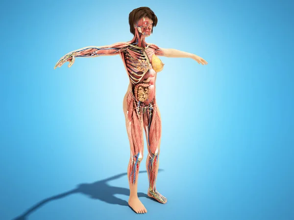 Anatomia Del Corpo Strato Femminile Libri Ilustrazione Blu — Foto Stock