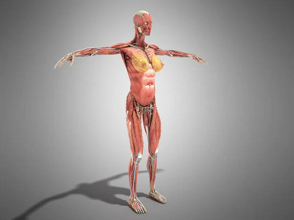 Kobiece Ciało Anatomia Dla Renderowania Książek Szary — Zdjęcie stockowe