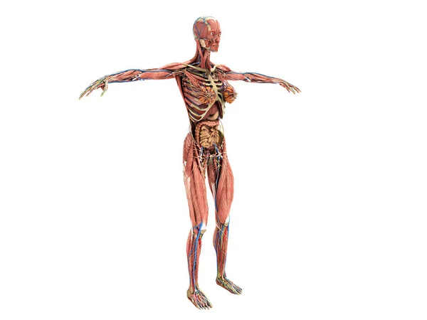 Női Test Anatómia Könyvek Ilustration Fehér Nincs Árnyék — Stock Fotó