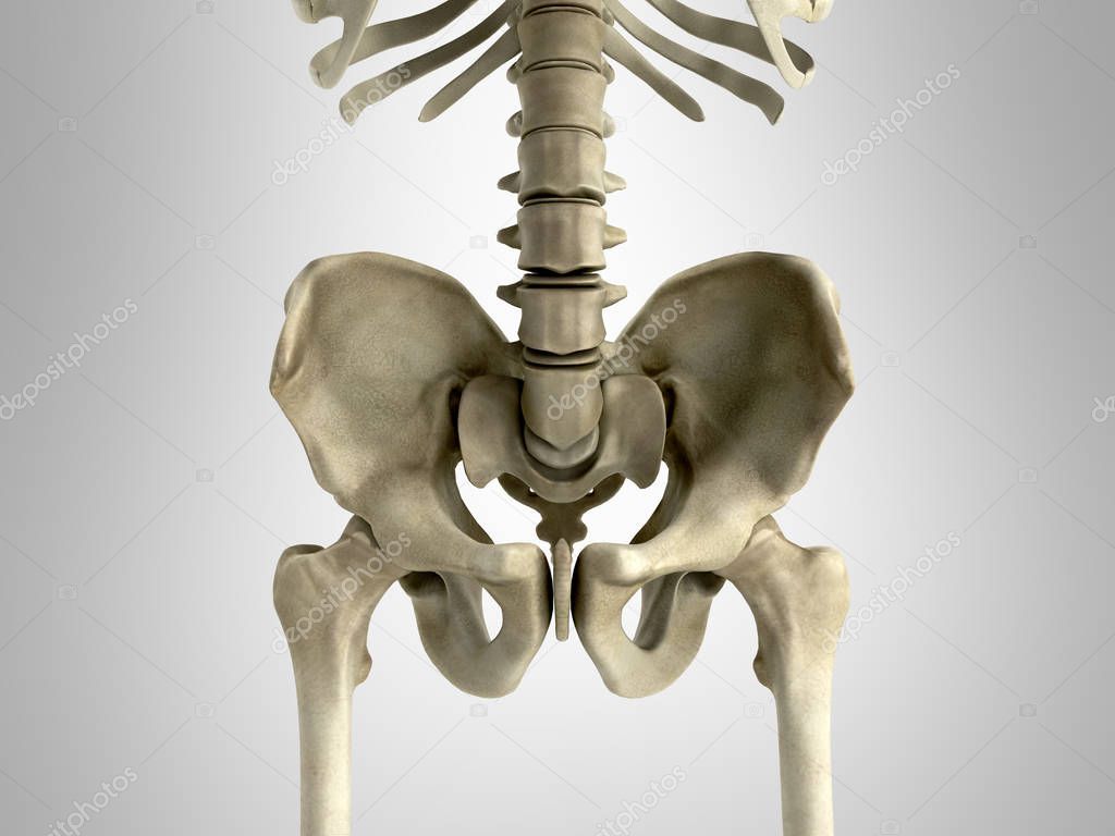 3D rendering medical illustration of the pelvis bone on grey
