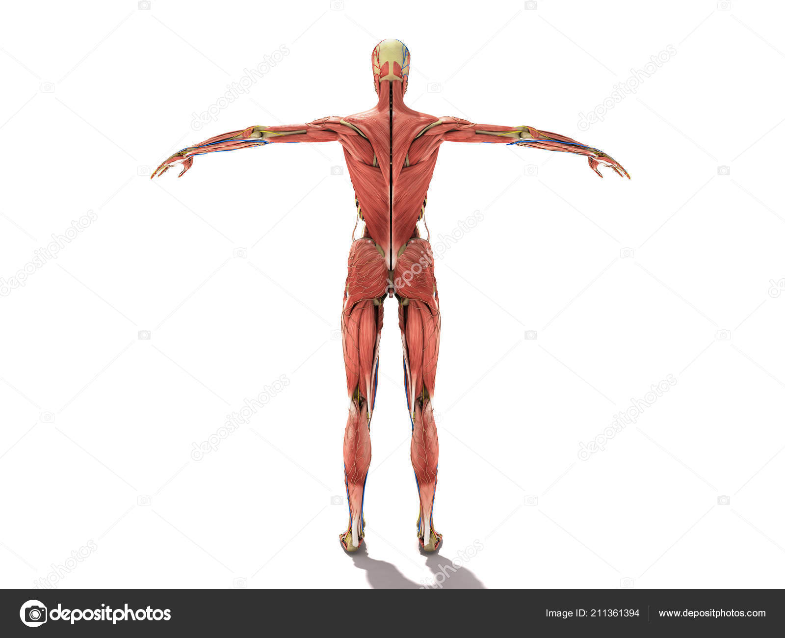 Female Body Anatomy Books Ilustration White Stock Photo Image By C Nosorogua 211361394
