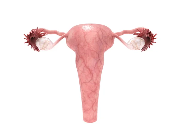 Sistema Reprodutivo Feminino Render Branco — Fotografia de Stock