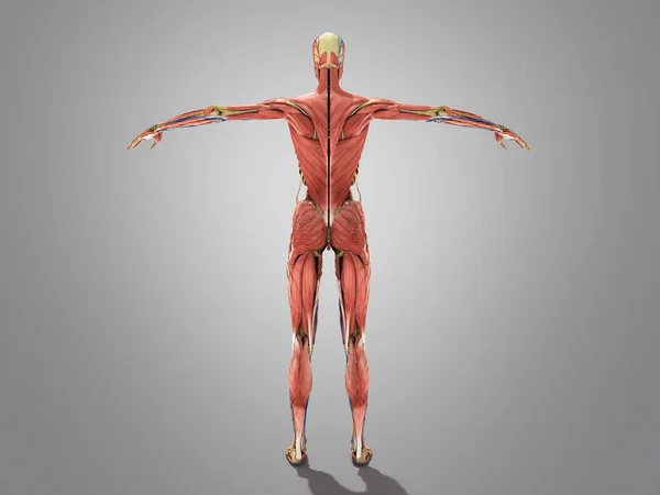 A female body anatomy for books 3d ilustration on grey