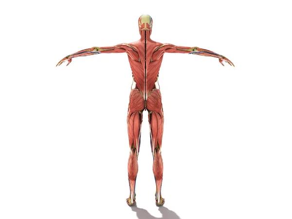 Női Test Anatómia Könyvek Ilustration Fehér — Stock Fotó