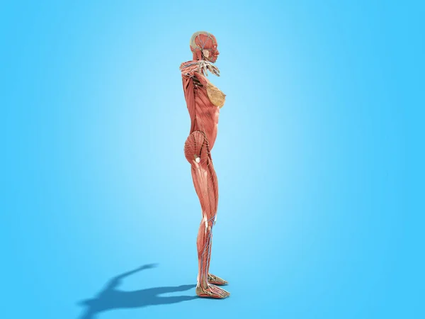 Anatomia Del Corpo Femminile Libri Immagine Blu — Foto Stock