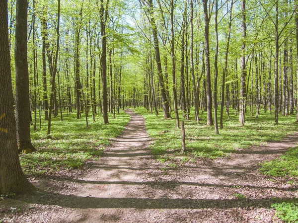 peaceful spring forest scene