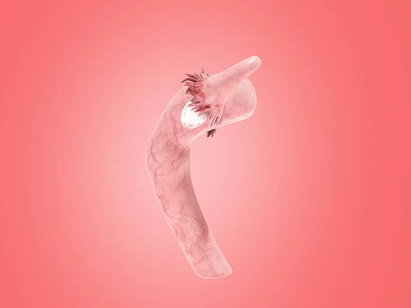 Жіноча Репродуктивна Система Рендерингу Штифті — стокове фото