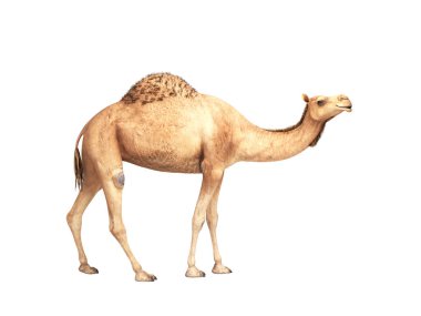 Camel beyaz arka plan üzerinde duruyor 3D hiçbir gölge render
