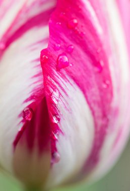 Su damlası üzerinde pembe laleler