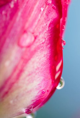 Su damlası üzerinde pembe laleler