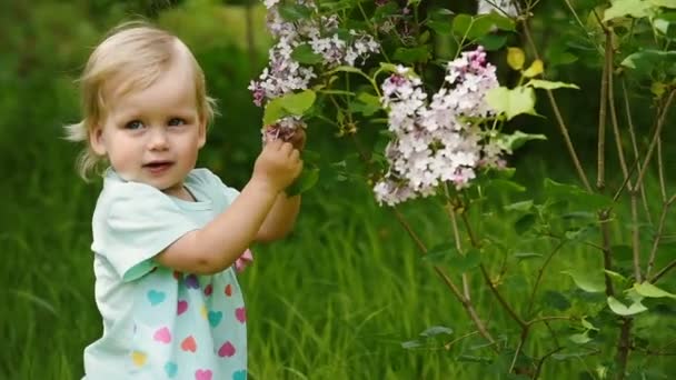 Babygirl Exploring Flower Lilac Bush. Hermosa noche de verano soleado — Vídeo de stock