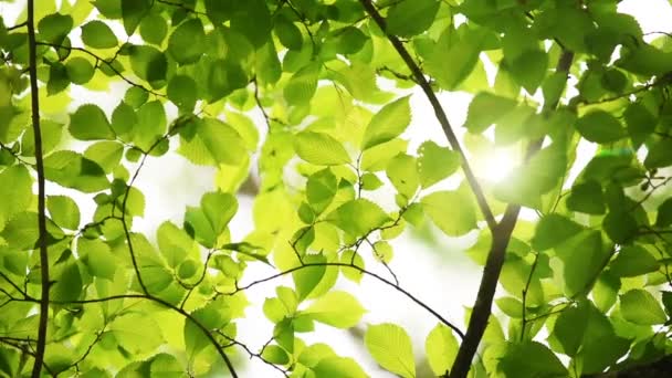 Beautiful green leaves and bright sun — Stock Video