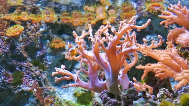 Peces coloridos en el arrecife de coral vibrante — Vídeo de stock
