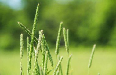 Çimen, yeşil alan, vahşi yaz bitkiler