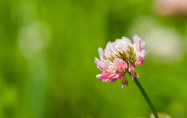 Nahaufnahme von rosa Kleeblume — Stockfoto