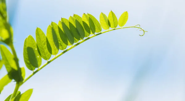 Grama, campo verde, plantas selvagens de verão — Fotografia de Stock