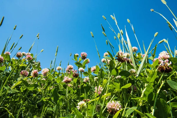 Campo de trevo com flores — Fotografia de Stock