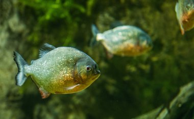 Piranha balık suyun altında