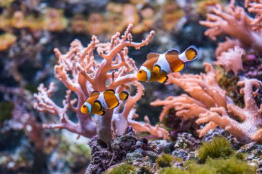 Deniz şakayığı ve palyaço balığı