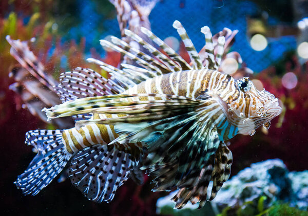 Close up on a lionfish