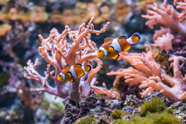 Deniz şakayığı ve palyaço balığı