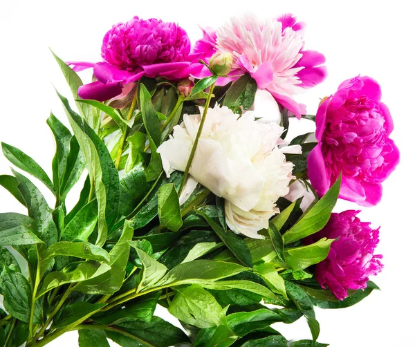 kopya alanı ile güzel pembe ve beyaz şakayık çiçek izole beyaz arka plan