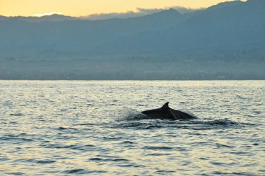 Bali-Endonezya 'nın Lovina plajında güneş doğarken denize atlayan Dophin