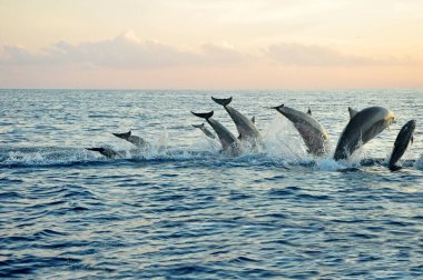 Bali-Endonezya 'nın Lovina plajında güneş doğarken denize atlayan Dophin