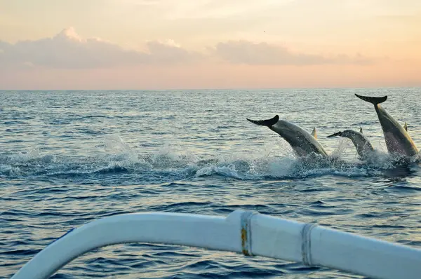 Bali-Endonezya 'nın Lovina plajında güneş doğarken denize atlayan Dophin