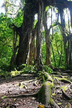 Ormanın ortasında yaşlı büyük bir ağaç.