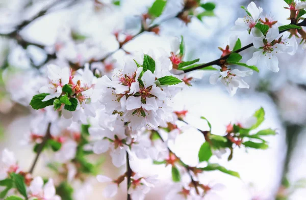 Άνοιξη Θολή Φως Floral Φόντο Άσπρα Λουλούδια Ανθισμένα Κερασιών Του — Φωτογραφία Αρχείου