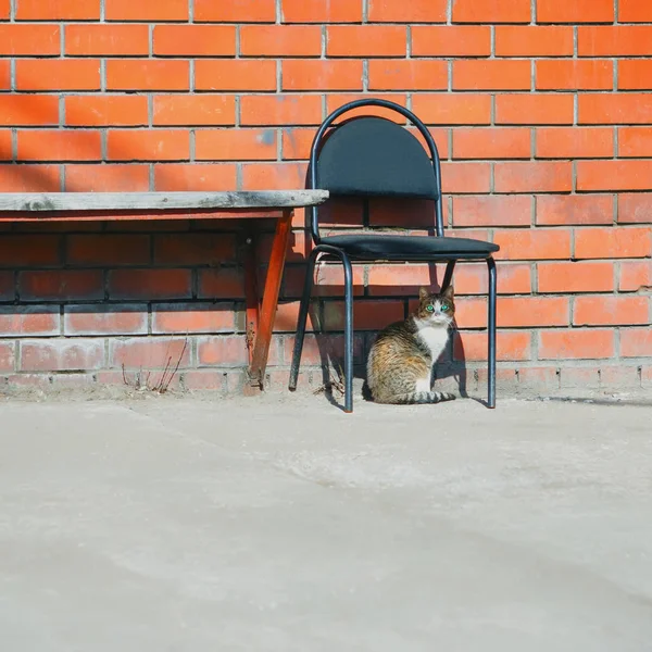 Zabłąkać Się Bezdomny Kot Siedzi Pod Opuszczony Krzesło Czarne Ściany — Zdjęcie stockowe