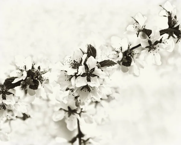 Printemps Monochrome Fond Floral Flou Fleurs Blanches Fleurs Nankin Cerise — Photo