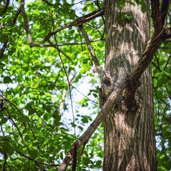 Little squirrel climbs down along the trunk of a tree among green foliage on a sunny day. Selective focus.