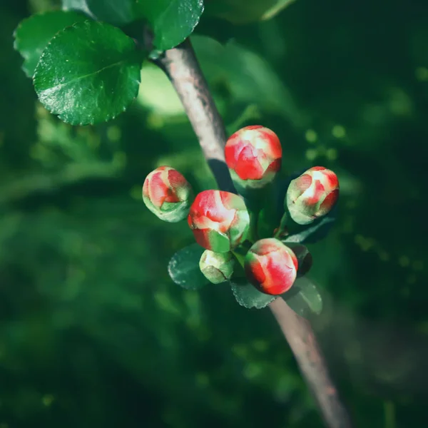 Botões Vermelhos Marmelo Japonês Fecham Contra Fundo Vegetação Escura Foco — Fotografia de Stock