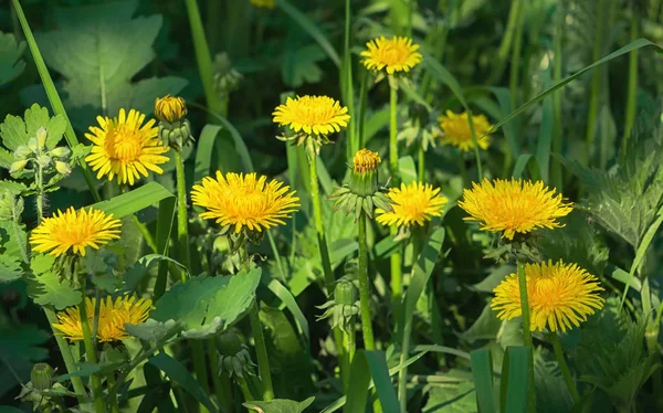 Sarı çiçek çiçek açması ortak karahindiba yakın çekim yeşil çim güneşli bir günde. Tıbbi bitki - karahindiba officinale. Seçici odak.