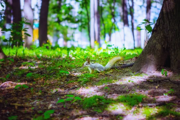 小さな灰色のリスは 晴れた日に緑の葉の間で森林公園の地面に座っています 選択と集中 ぼやけビネット — ストック写真